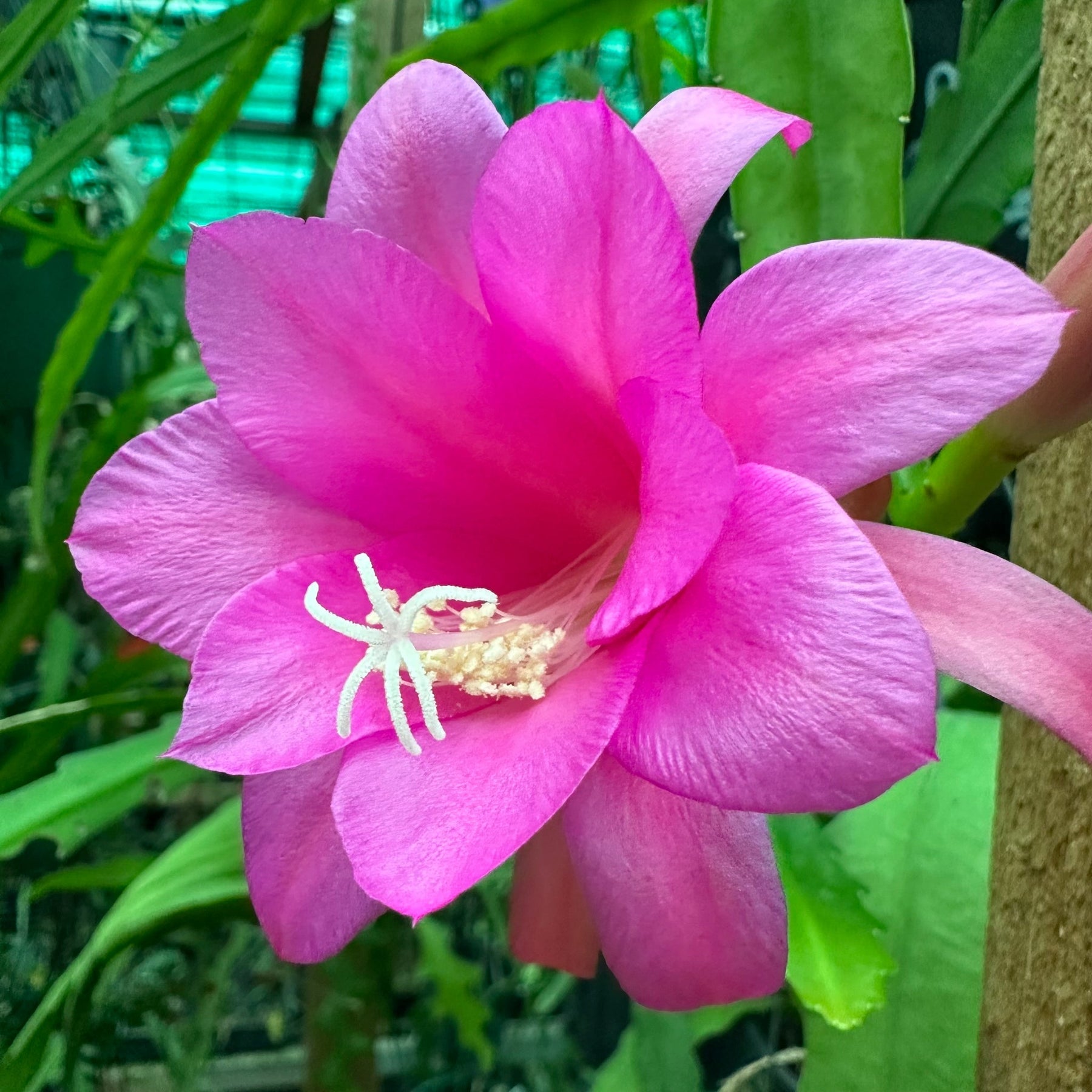 Chiapasia Nelsonii Flower Seeds for planting in home garden